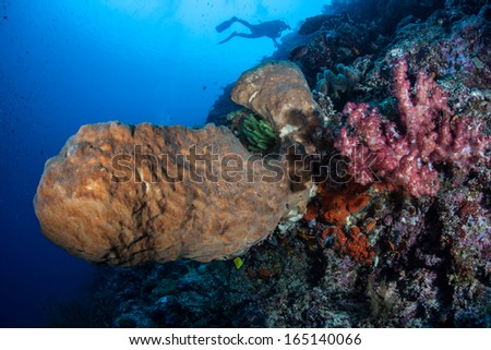 Large sponges and soft coral colonies grow along a steep reef drop off in Bunaken Marine Park in north Sulawesi, Indonesia. This area is known for its high marine diversity and excellent scuba diving.