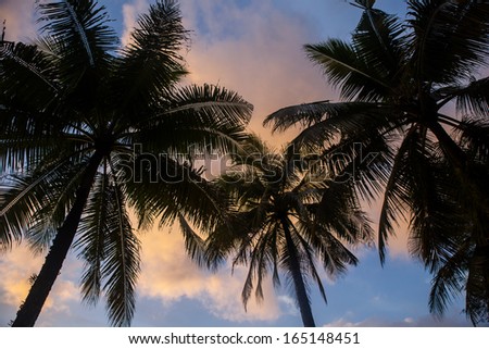 Coconut palms (Cocos nucifera) sway in the late afternoon breeze. This species of palm tree is found throughout the tropical areas of the world since their seeds disperse long distances.
