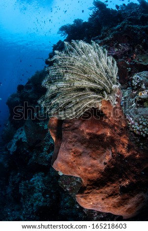 A crinoid clings to a large sponge growing on a steep reef drop off in Bunaken Marine Park, North Sulawesi, Indonesia. This area is known for its spectacular marine biological diversity and diving.