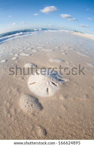 A sand dollar lays on a white sand beach and is washed over by waves in the Turks and Caicos Islands. These idyllic islands are favorite tourist destinations.