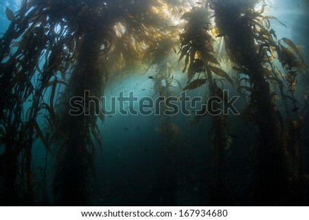 Giant kelp (Macrocystis pyrifera) grows in temperate waters along the rugged California coast. This large brown algae grows quickly and can reach over 80 feet in height.