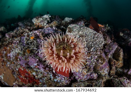 A small Fish-eating anemone (Urticina piscivora) grows on the rocky bottom of a kelp forest in Monterey Bay, California. This beautiful species is found from Alaska to Southern California.