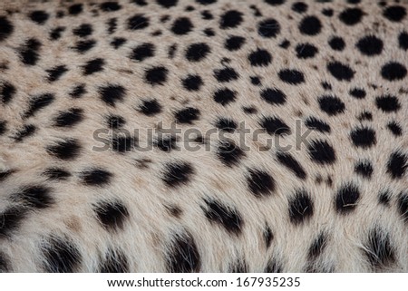 A cheetah (Acinonyx jubatus) has camouflage that helps it blend into its African savannah surroundings. This species of feline runs faster than any other land animal.