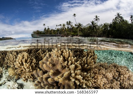 Soft leather corals compete for space to grow, for sunlight, and for planktonic food on a shallow coral reef in the Solomon Islands. This area is known for its high marine biological diversity.
