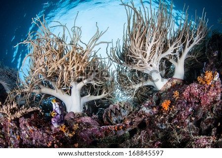 Soft Leather Corals, Sinularia Sp., Grow On Top Of A Coral Reef Drop Off In Raja Ampat, Indonesia. This Equatorial Region Is Known For Its Spectacular Marine Diversity And Excellent Scuba Diving.