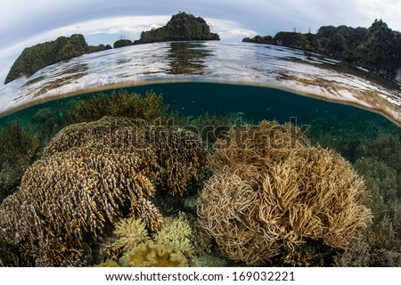 A diverse and healthy coral reef grows in the shallows of Raja Ampat, Indonesia. This region is the heart of the Coral Triangle and known for its high biological diversity.