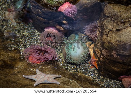 Anemones and seastars are found in a tide pool along the California coastline. Tide pools offer windows into temperate marine habitats and wildlife in the eastern Pacific Ocean.