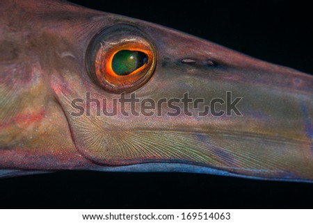 Detail of a trumpetfish (Aulostomus chinensis). This species is a stealthy predator of small reef creatures throughout the Indo-Pacific region.
