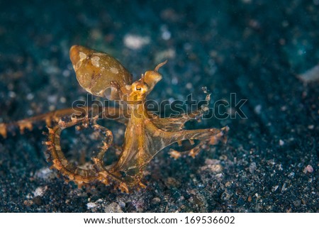 A Wonderpus octopus (Wunderpus photogenicus) crawls across the sandy sea floor of Lembeh Strait, Indonesia. This rare octopus is often confused with the Mimic octopus.