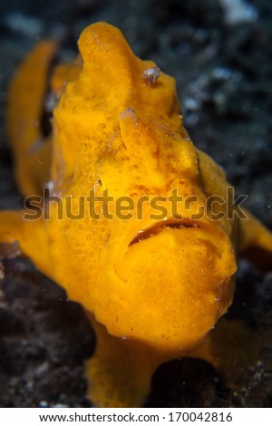 A Giant frogfish (Antennarius commersoni) is an ambush predator, native to tropical coral reefs throughout the Indo-Pacific region. This species can be just about any color.
