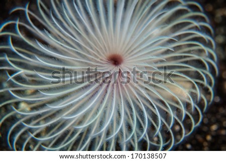 The wispy tentacles of a feather duster worm catch planktonic food. This tropical Pacific polychaete can retract the delicate tentacles into a tube where the main body is protected.