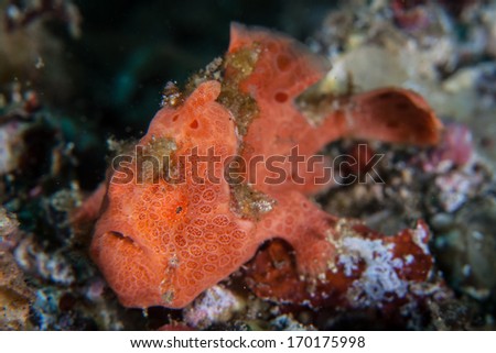 A Painted frogfish (Antennarius pictus) uses shape, color, pattern, and behavior to camouflage itself into a coral reef in Lembeh Strait, Indonesia. This area has a wide diversity of marine organisms.