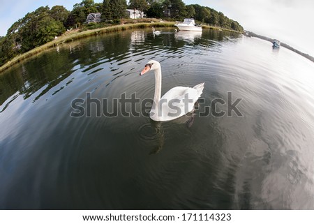 A white swan (Cygnus sp.) swims in Pleasant Bay, Orleans, Cape Cod. Swans, among the largest flying birds, usually mate for life. Northern Hemisphere species have pure white plumage.