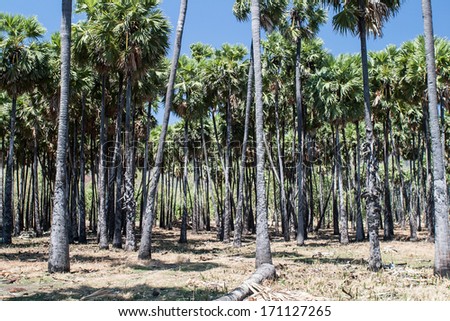 Palms grow on a farm in East Timor. This beautiful country is seldom visited and offers a variety of outdoor activities including world-class scuba diving.