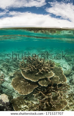 A diverse set of reef-building corals grow on a shallow reef in Raja Ampat, Indonesia. This beautiful equatorial region is known as the heart of marine biological diversity.