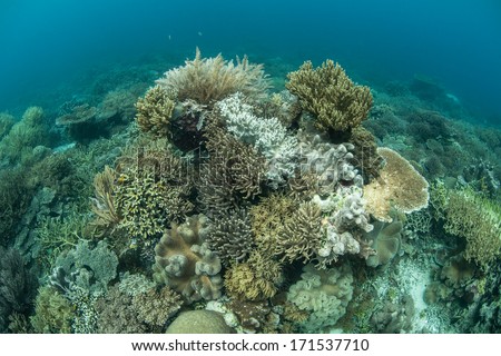 A diverse set of reef-building and soft corals compete for space to grow on a shallow reef in Raja Ampat, Indonesia. This beautiful region is known as the heart of marine biological diversity.