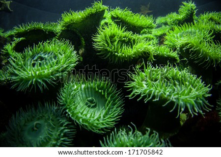 Green anemones from the Atlantic ocean are on display in an aquarium. Anemones are related to corals though they do not create a calcium carbonate skeleton.