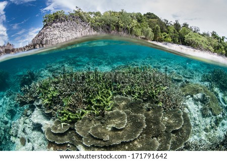 A diverse set of reef-building compete for sunlight and space to grow on a shallow reef in Raja Ampat, Indonesia. This beautiful region is known as the heart of marine biological diversity.