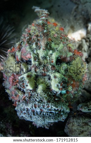A reef stonefish (Synanceia verrucosa) blends into a coral reef in the western Pacific. This is the most venomous fish in the world and is also a well-camouflaged ambush predator.