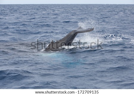 A young Humpback whale (Megaptera novaeangliae) slaps its fluke in the Caribbean Sea. Atlantic Humpbacks migrate to the Caribbean to mate and give birth then head to New England to feed.