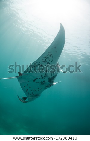 A manta ray (Manta alfredi) swims through a lagoon in Raja Ampat, Indonesia. There are two species of manta. One is smaller and resident to particular areas. The other is huge and lives in open ocean.