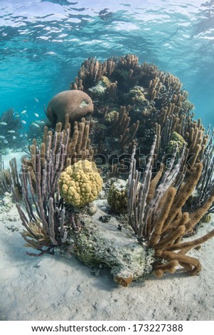 A diverse coral reef grows in the shallow waters of Belize\'s barrier reef in the Caribbean Sea. Belize\'s reef is about 220 km in length running from the Yucatan to the Gulf of Honduras.