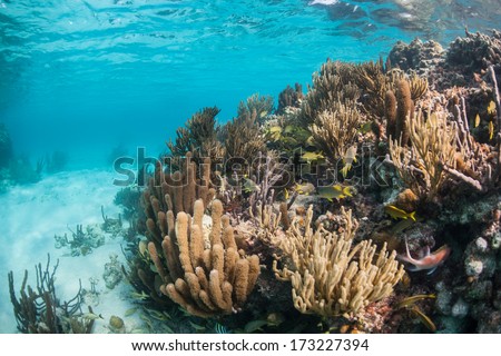 A diverse coral reef grows in the shallow waters of Belize\'s barrier reef in the Caribbean Sea. Belize\'s reef is about 220 km in length running from the Yucatan to the Gulf of Honduras.