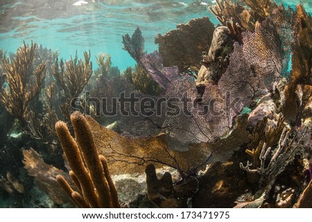 A coral reef dominated by gorgonians grows in the shallow waters of Belize\'s barrier reef in the Caribbean Sea. Belize\'s reef is about 220 km long, running from the Yucatan to the Gulf of Honduras.