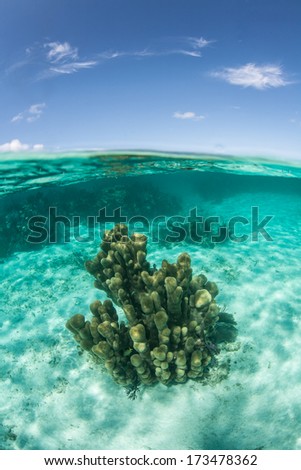 A reef-building coral colony grows near a shallow coral reef in Belize. The warm, Caribbean Sea harbors a high diversity of marine organisms and marine habitats.
