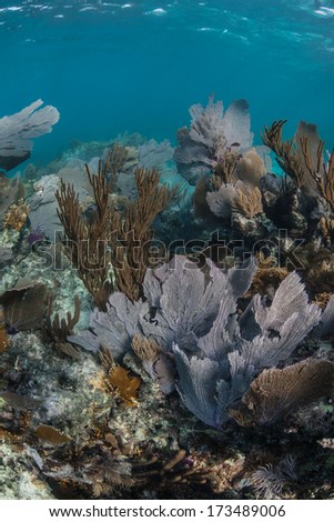 A diverse coral reef dominated by gorgonians grows in the shallow waters of Belize\'s barrier reef in the Caribbean Sea. Belize\'s reef is 220 km long, running from the Yucatan to the Gulf of Honduras.