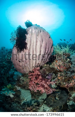 A large barrel sponge grows on a steep reef drop off in the Philippines. Sponges filter organic food particles from the surrounding sea.