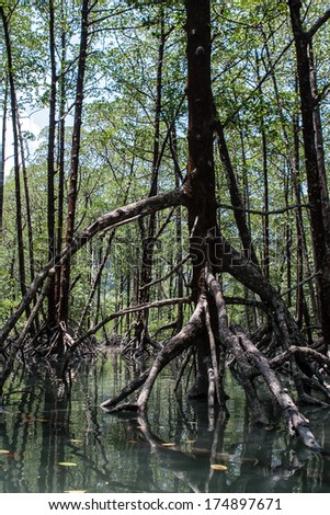 The massive prop roots of a mangrove forest in the Mergui Archipelago, Myanmar, hold the trees steady in soft mud. This set of islands, set in the Andaman Sea not far from Thailand, is rarely visited.