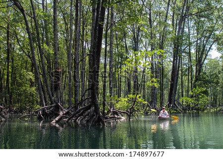 At high tide, a kayaker explores a pristine mangrove forest in the Mergui Archipelago, Myanmar. This set of islands, set in the Andaman Sea not far from Thailand, is rarely visited by foreigners.