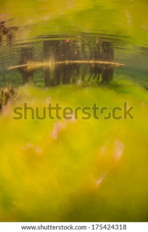 Various types of algae cover the floor of a shallow marine lake in Raja Ampat, Indonesia. Marine lakes are isolated bodies of seawater where marine life may speciate relatively quickly.