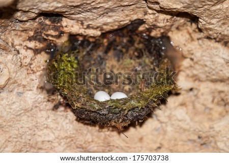 Swiftlets have built a nest of moss and saliva in a cave in Raja Ampat, Indonesia. This type of birds nest is used for soup throughout Southeast Asia.