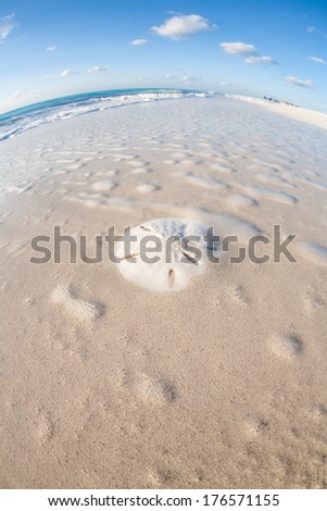 A sand dollar washes ashore on a beautiful sandy beach in the Turks and Caicos Islands. Sand dollars, related to seastars, are found in sandy underwater habitats throughout the Caribbean Sea.
