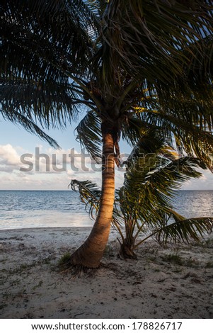 Coconut palm trees (Cocos nucifera) grow on a sandy beach in the Caribbean. This palm is perhaps the most widespread tree in the tropics and has many uses.