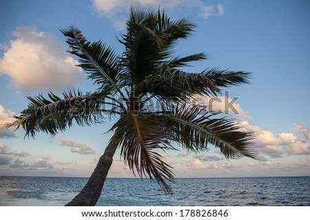 Wind rustles the fronds of a Coconut palm tree (Cocos nucifera) growing on a sandy beach in the Caribbean. This palm is perhaps the most widespread tree in the tropics and has many uses.