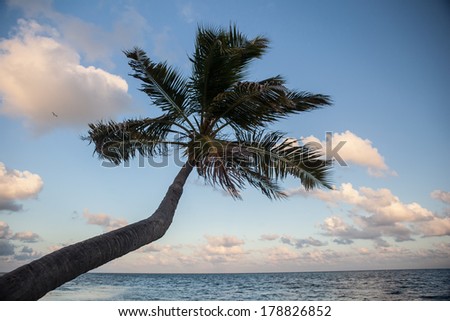 A Coconut palm tree (Cocos nucifera) grows on a sandy beach in the Caribbean. This palm is perhaps the most widespread tree in the tropics and has many uses.