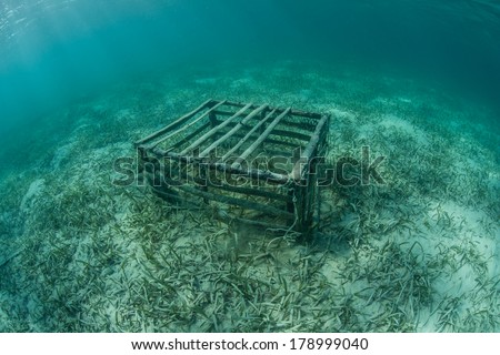 An old fish trap lies on the shallow seafloor of Turneffe Atoll off Belize in the Caribbean Sea. Abandoned traps often pose threats to marine life since they keep killing fish until they fall apart.