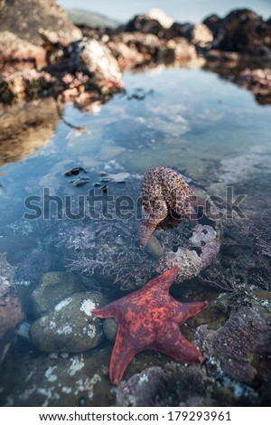 Seastars are found in a tide pool at Salt Point State Park in northern California, just north of San Francisco. The seastars are feeding on the plethora of mussels growing in the shallows.