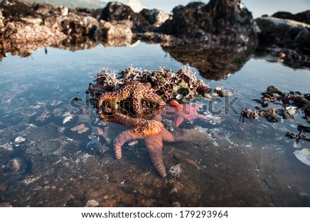 Seastars are found in a tide pool at Salt Point State Park in northern California, just north of San Francisco. The seastars are feeding on the plethora of mussels growing in the shallows.