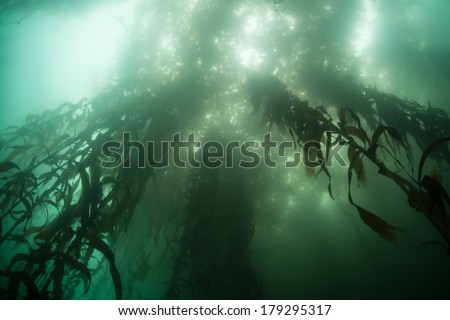 Sunlight penetrates the canopy of a kelp forest growing off the coast of California. Giant kelp (Macrocystis pyrifera) grows along the Pacific coast and provides vital habitat for many organisms.