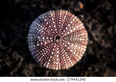 The calcium carbonate skeleton, or test, of a purple sea urchin (Strongylocentrotus purpuratus) is found on the shore of northern California. This species lives from British Columbia to Mexico.