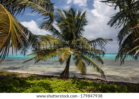 Wind rustles the fronds of coconut palms growing on an idyllic, sandy caye in the Caribbean Sea.