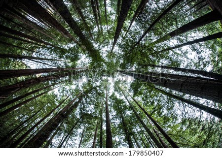 Sunlight partially penetrates the canopy of a second growth Redwood tree forest in northern California. Redwoods have been logged extensively throughout the west coast.