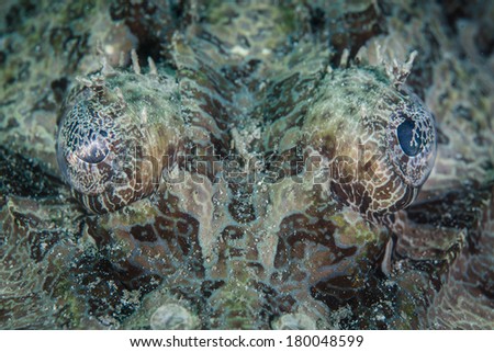 Even the eyes of a crocodilefish are camouflaged, covered with a tissue that can expand and contract called the iris lapette. This ambush predator relies heavily on blending into its reef environment.
