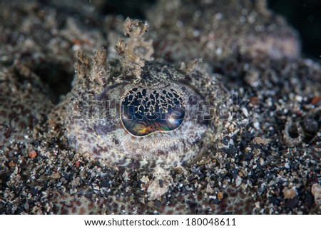 Even the eye of a flathead is camouflaged, covered with a tissue that can expand and contract called the iris lapette. This ambush predator relies heavily on blending into its reef environment.