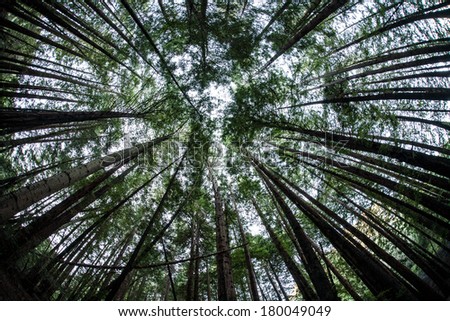 Sunlight penetrates the canopy of a second growth Redwood tree forest in northern California. Redwoods grow extremely straight and have thus been logged extensively throughout the west coast.