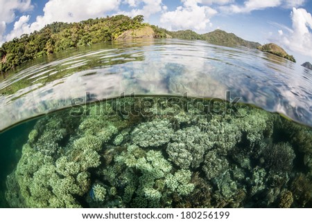 A healthy shallow coral reef grows in Raja Ampat, Indonesia. This remote region, within the Coral Triangle, is known for its extraordinary beauty and tropical marine biodiversity.
